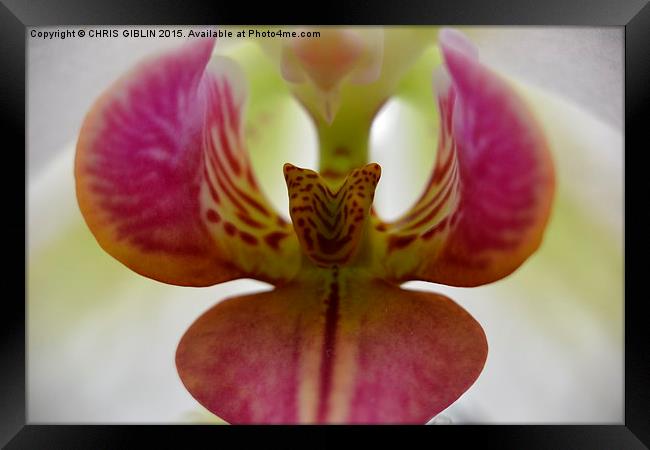  pink orchid Framed Print by CHRIS GIBLIN