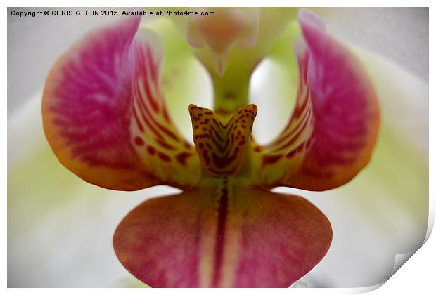  pink orchid Print by CHRIS GIBLIN