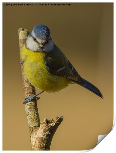 Blue Tit (Cyanistes caeruleus) Print by Barrie May
