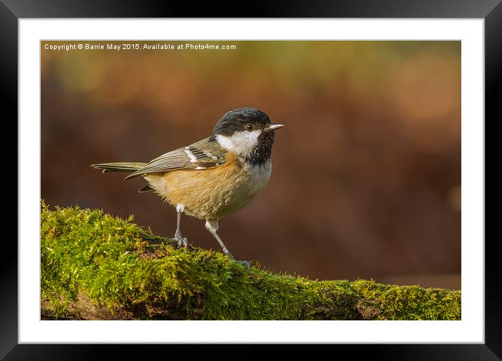 Coal-Tit (Periparus ater) Framed Mounted Print by Barrie May