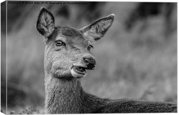 Cheeky Female Red Deer Canvas Print by Barrie May