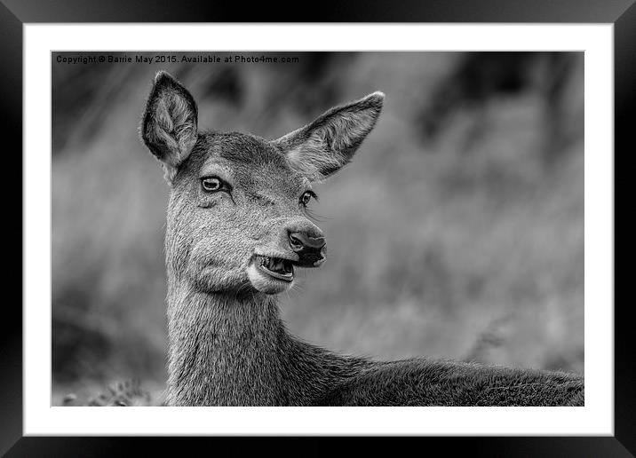 Cheeky Female Red Deer Framed Mounted Print by Barrie May