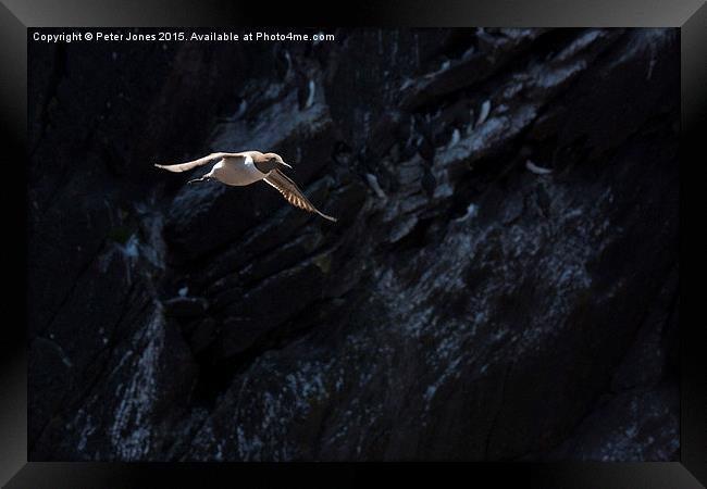  Lone Guillemot in flight Framed Print by Peter Jones