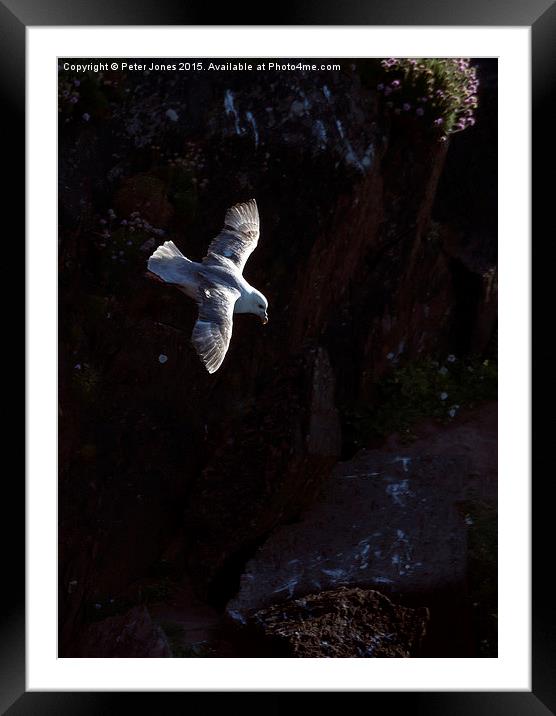  Fulmar in Flight. Framed Mounted Print by Peter Jones