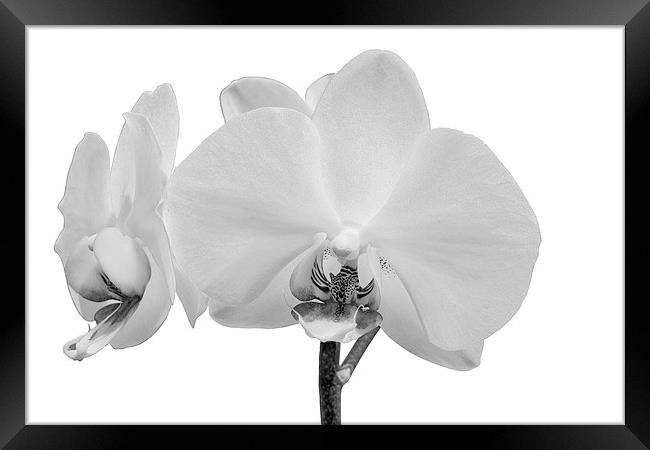 White Orchid Framed Print by Paul Fell
