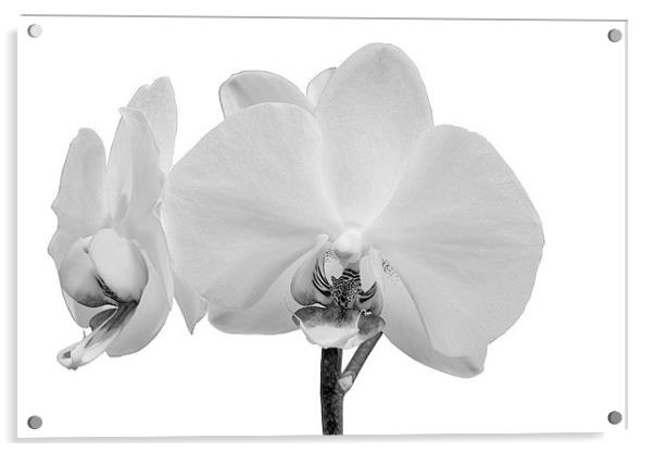 White Orchid Acrylic by Paul Fell
