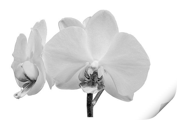 White Orchid Print by Paul Fell