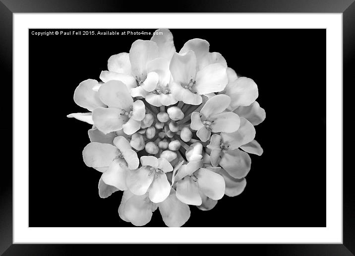 Candy Tuft Framed Mounted Print by Paul Fell