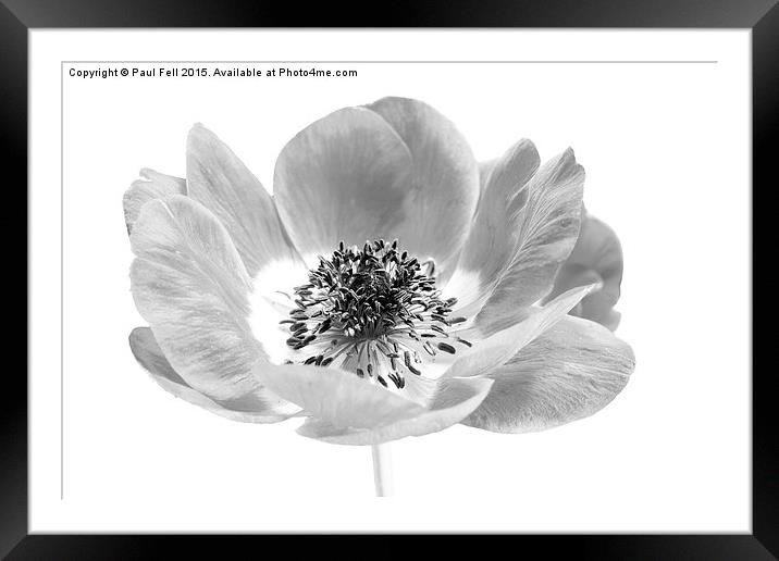 Harmony Scarlet Anemone Framed Mounted Print by Paul Fell