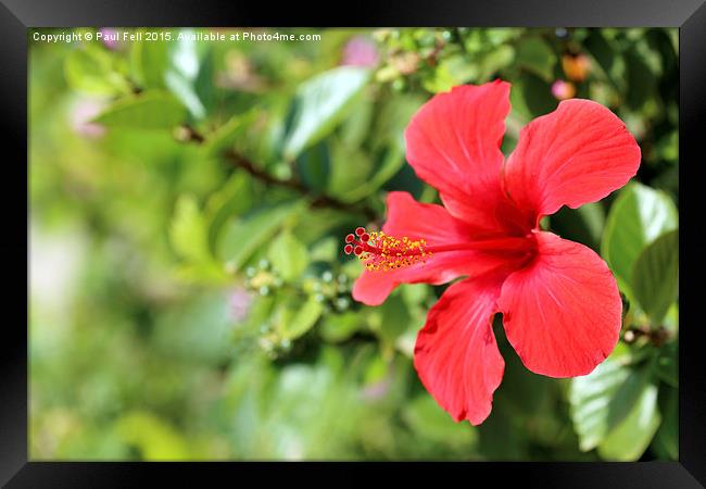Red Hibiscus Flower Framed Print by Paul Fell