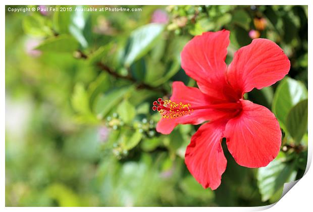 Red Hibiscus Flower Print by Paul Fell