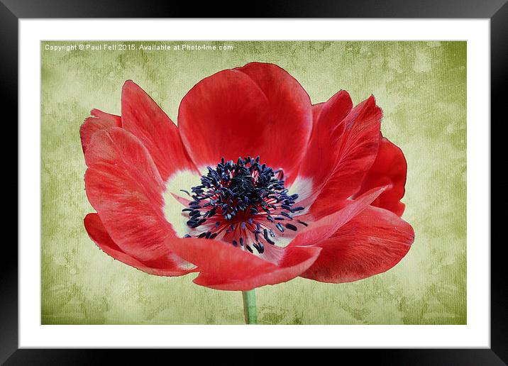 Harmony Scarlet Anemone Framed Mounted Print by Paul Fell