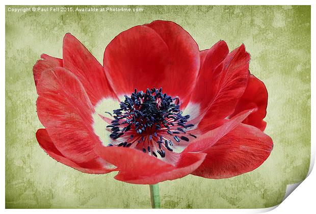 Harmony Scarlet Anemone Print by Paul Fell