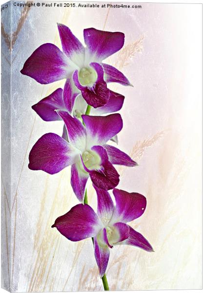 Orchids Canvas Print by Paul Fell