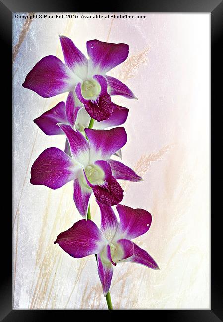 Orchids Framed Print by Paul Fell