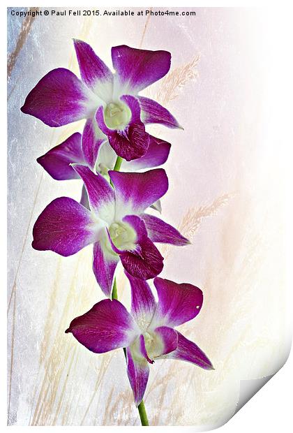 Orchids Print by Paul Fell