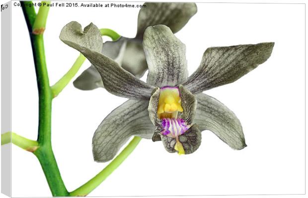 Yellow-green Orchid Canvas Print by Paul Fell