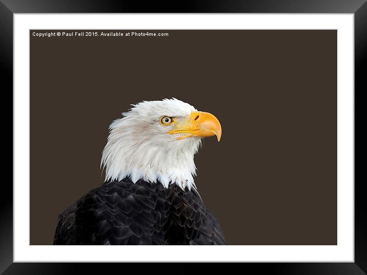 Bald Eagle Framed Mounted Print by Paul Fell