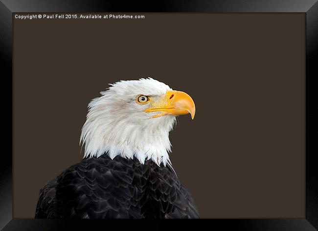 Bald Eagle Framed Print by Paul Fell