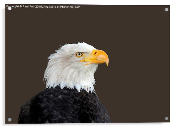 Bald Eagle Acrylic by Paul Fell