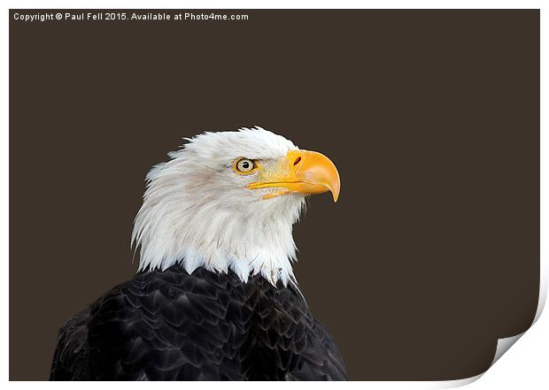 Bald Eagle Print by Paul Fell