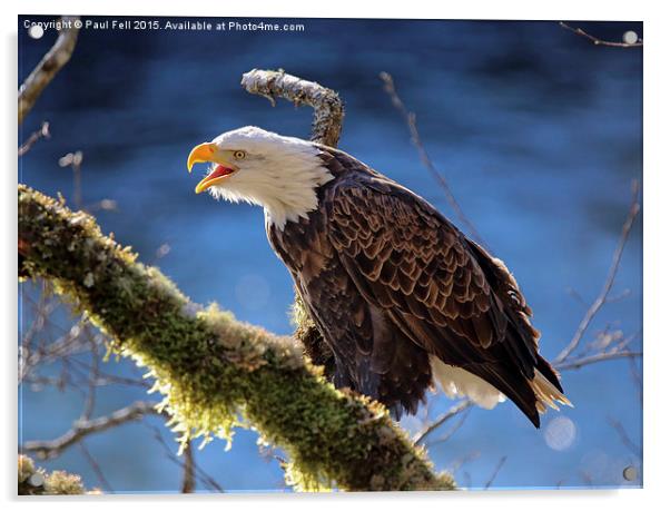 Bald Eagle Acrylic by Paul Fell