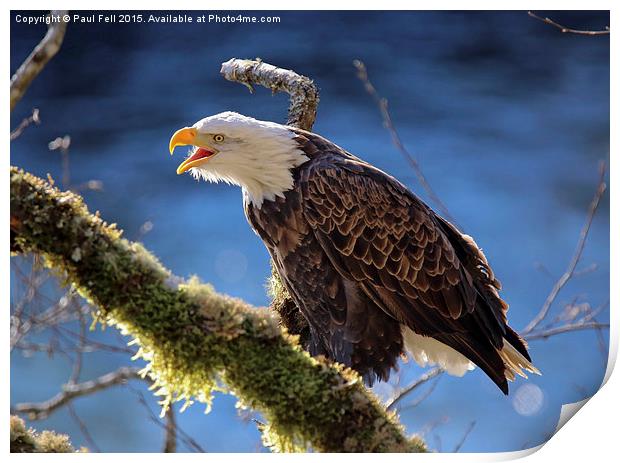 Bald Eagle Print by Paul Fell