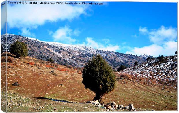 Another view of mountain jungle, Canvas Print by Ali asghar Mazinanian
