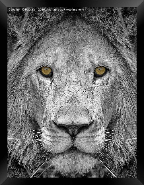 Lion Framed Print by Paul Fell
