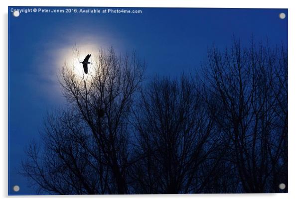  Heron in Silhouette Acrylic by Peter Jones