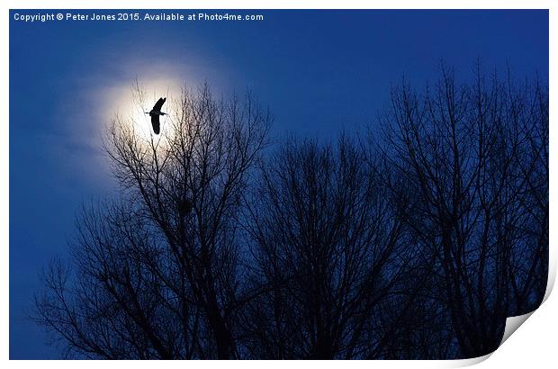  Heron in Silhouette Print by Peter Jones