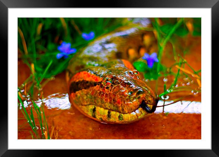 A digitally constructed painting of green anaconda Framed Mounted Print by ken biggs