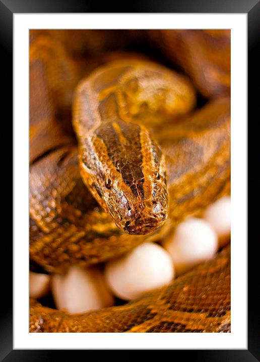 A digitally constructed painting of  snake guardin Framed Mounted Print by ken biggs