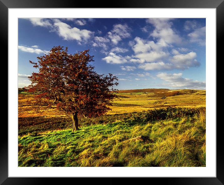 Hawthorn Tree on Little Moor  Framed Mounted Print by Darren Galpin