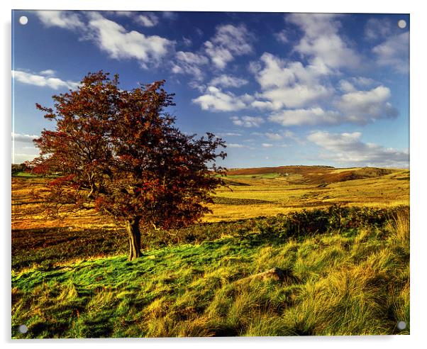 Hawthorn Tree on Little Moor  Acrylic by Darren Galpin