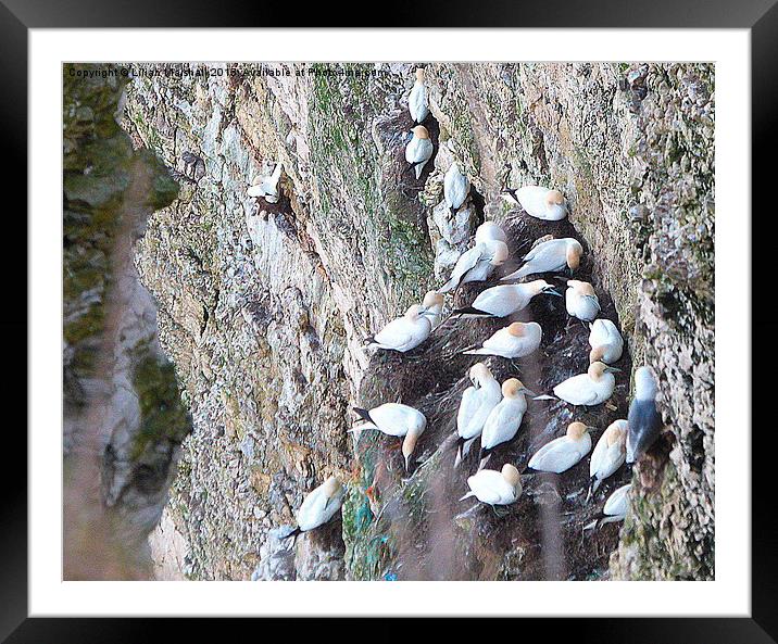 Gannets on the cliffs. Framed Mounted Print by Lilian Marshall