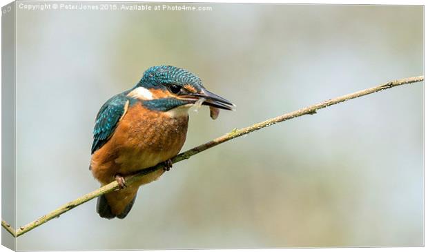 Kingfisher with catch.  Canvas Print by Peter Jones