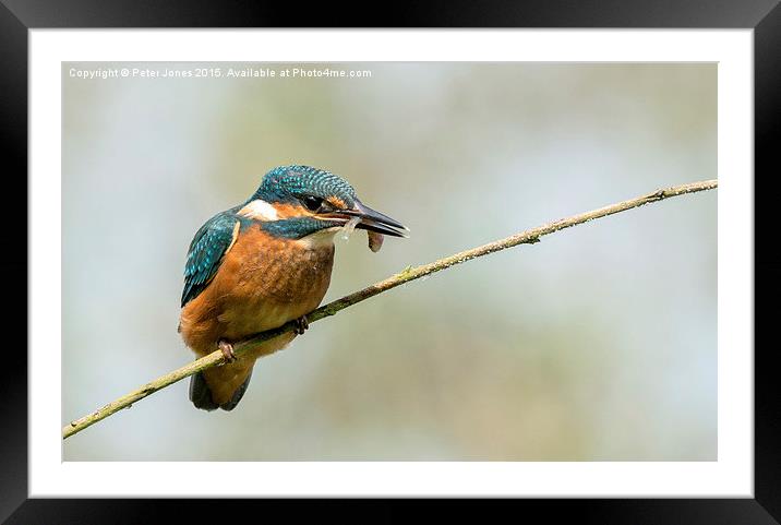 Kingfisher with catch.  Framed Mounted Print by Peter Jones