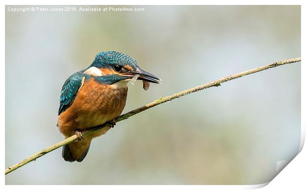 Kingfisher with catch.  Print by Peter Jones