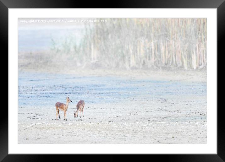   Two Young Chinese Water Deer Framed Mounted Print by Peter Jones