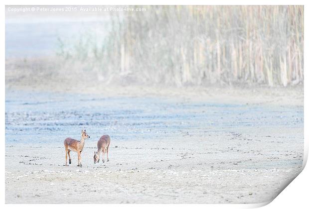   Two Young Chinese Water Deer Print by Peter Jones