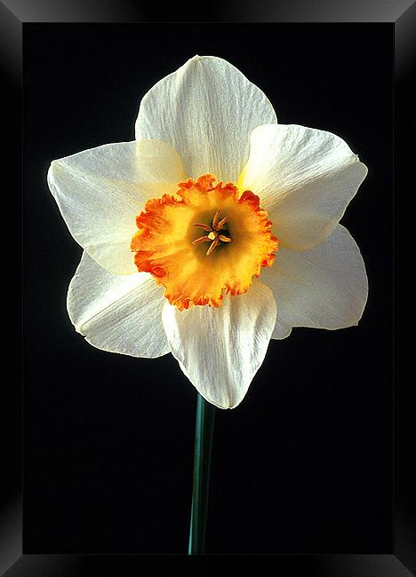 NARCISSI Framed Print by Ray Bacon LRPS CPAGB