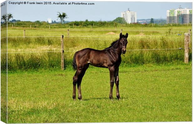  Newly born foal looking around his new world Canvas Print by Frank Irwin