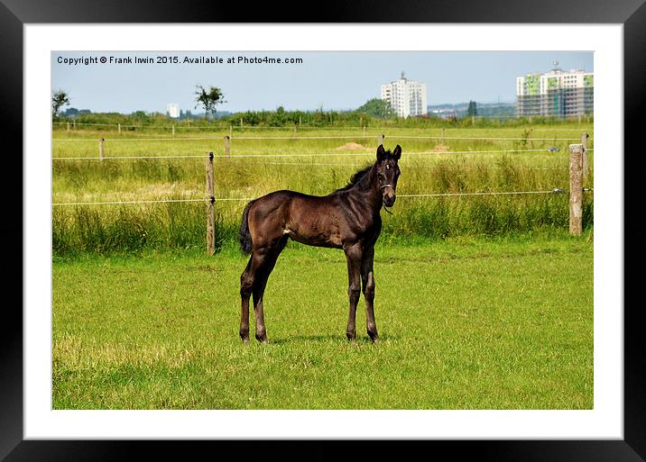  Newly born foal looking around his new world Framed Mounted Print by Frank Irwin