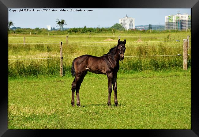  Newly born foal looking around his new world Framed Print by Frank Irwin