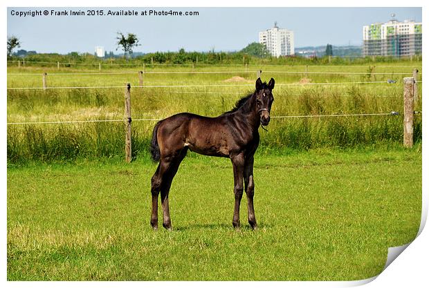  Newly born foal looking around his new world Print by Frank Irwin