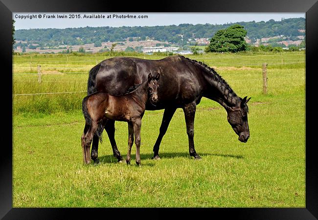 Newly born foal looking around his new world with  Framed Print by Frank Irwin