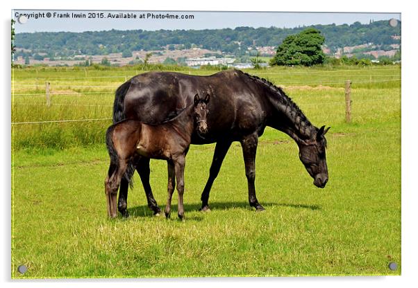 Newly born foal looking around his new world with  Acrylic by Frank Irwin