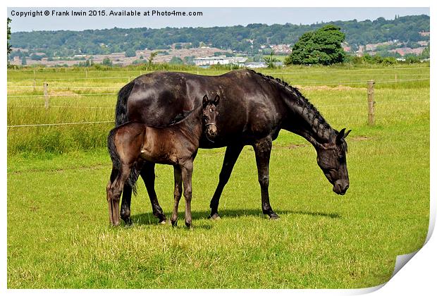 Newly born foal looking around his new world with  Print by Frank Irwin