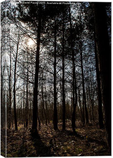 Into The Woods Canvas Print by David Pacey